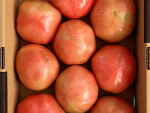 京都杉田農園のA級トマト・M箱（形が整った良品／京田辺産／箱入り）