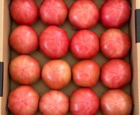 みっちゃんとまと A級 (L箱)