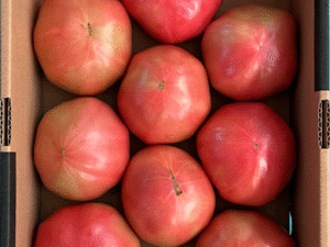 京都杉田農園の訳ありトマト B級・M箱（傷・色むらあり／味は良好／京田辺産）