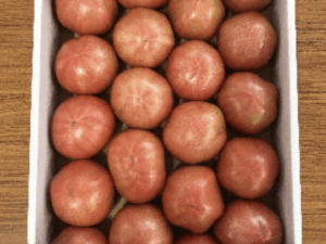 みっちゃんとまとA級（M箱）