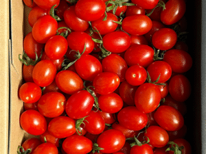 京都杉田農園の甘都ミニトマト1kg箱入り（鮮やかな赤・房どり・京田辺産）