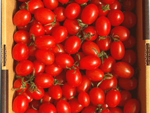 京都杉田農園の甘都ミニトマト2kg箱入り（鮮やかな赤・房どり・京田辺産）