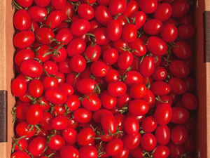 京都杉田農園の甘都ミニトマト3kg箱入り（鮮やかな赤・房どり・京田辺産）