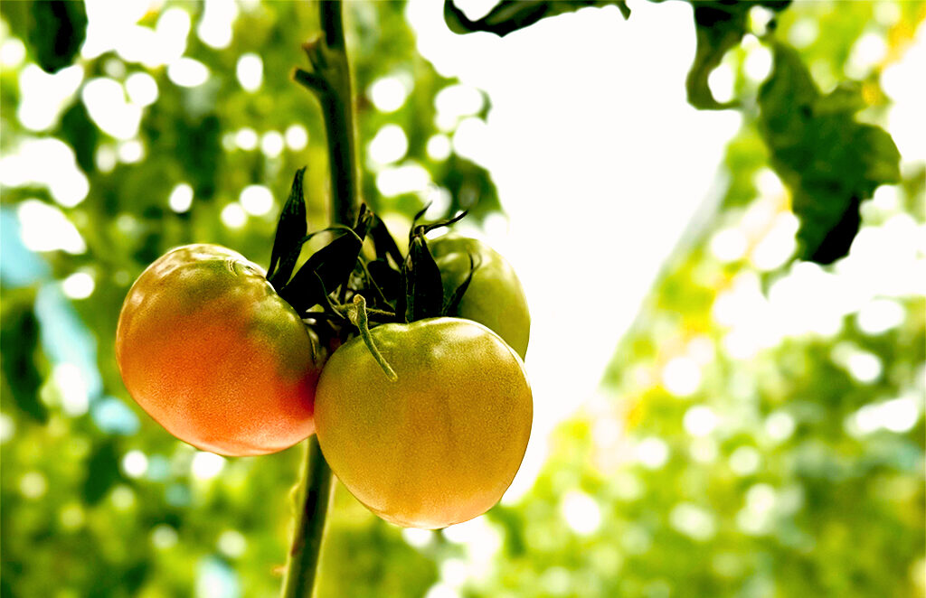 木成りで色づき始めた大玉トマトの房のクローズアップ。淡い赤に変わる実と緑の背景ボケ