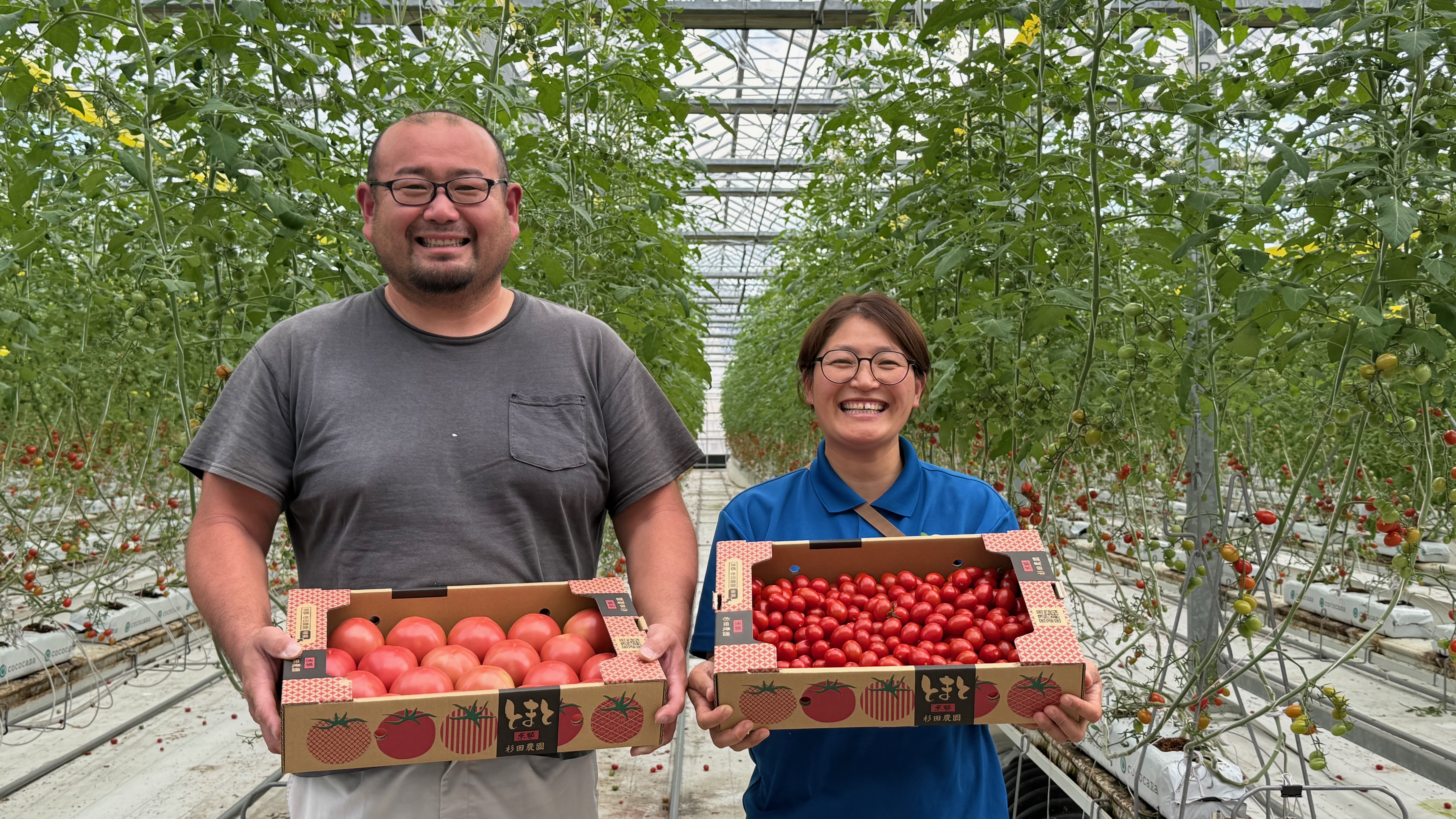 温室で大玉トマトとミニトマトの箱を手に持つ京都杉田農園の生産者