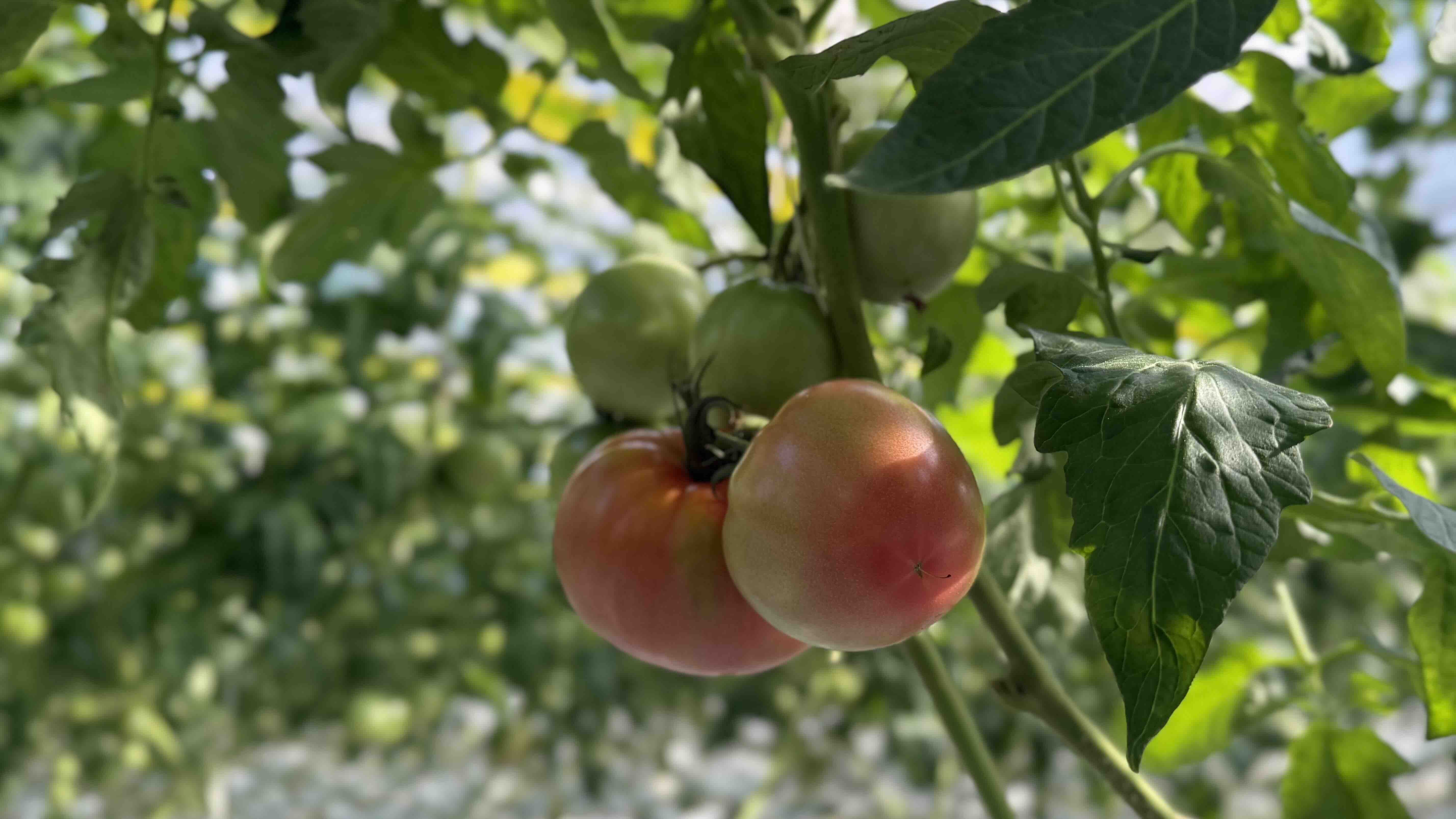 樹上で赤く色づいた大玉トマトをアップで撮影した様子
